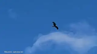 хЫщник в городе