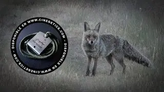 Reclamo de 𝗭𝗢𝗥𝗥𝗢 Cinegetics