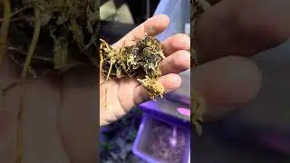 Germinating one of the rarest fruits on this planet | syzygium jiewhoei #tropicalfruits #nature