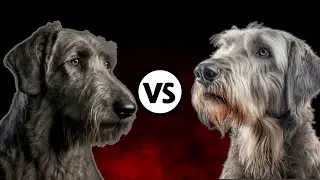Irish Wolfhound☘️ 🆚 Scottish Deerhound🏴: A Detailed Comparison: Which Breed Matches Your Lifestyle?