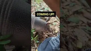 🦊 Why aren't animals scared of me?