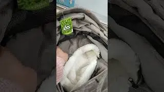 Luxmom V8 кофе