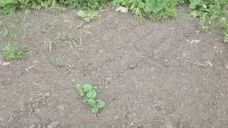 Станом на 8.06. 2024. Мають ось такий вигляд пересіяні гарбузи.