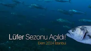 Lüfer Sezonu Başladı!  İstanbul Boğazı, Ekim 2024
