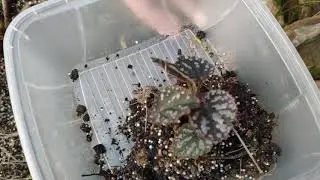 Печаль! Что стало с клумбами...