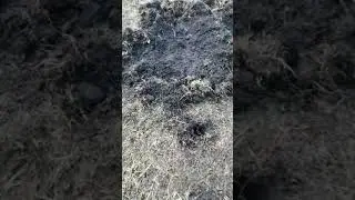 Охота на кабана, загонка