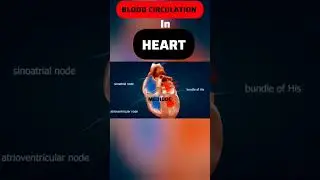 Blood Circulation in Heart (3D Animation #bloodcirculation #heartanatomy