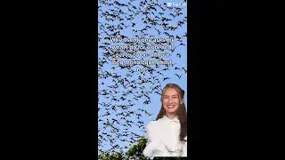 First of all, through bats all things are possible so jot that down.