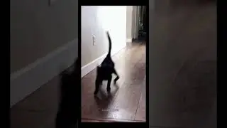 I love cats 🐈 #funny #catstagram #funnyanimals #funnycute #catlaughs #funnypets #animal #kittycat