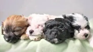 News OK & OK Humane's Rescue Rundown Episode 14: Five Reasons to Adopt, Don't Shop