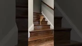 speaking cat 🤯