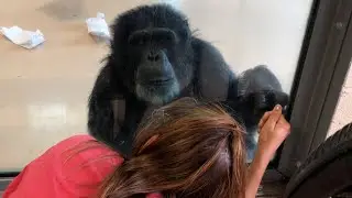 Chimpanzee Bonding and Northern Exposure Film Location