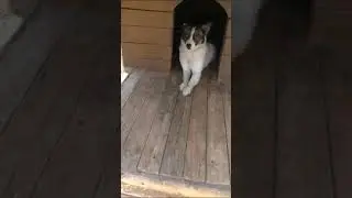 Продолжаем знакомиться 🤗 приют Котопес г.Челябинск