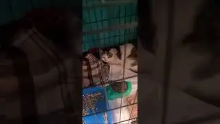 Спасибо Екатерине и Максиму за корма передают
