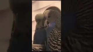 @Говорящий Попугай 🦜 Кеша 