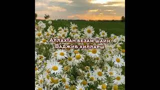 Аллах1ан безам шайн Ваджиб хилларш хаз хьехам🌱