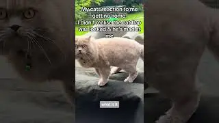 She found her cat angry at her outside 🫢