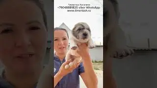 ТИМЕРТАШ УРСАЛИНА Помет У сезона 2023 От ЛОРИ и МАЙБАХА Есть свободные девочки +79048881825