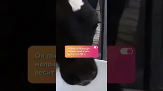 Клонированный телёнок и его первые дни