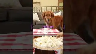 Dog Reviews Food with Little Sister🥹
