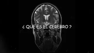 El cerebro ¿Que es? ¿podemos vivir sin parte de el?