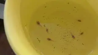Нова рибка на розводні.
