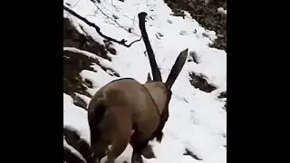 Безуаровый козел . Дагестанский тур .