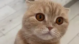 Как можно отказать этим  👀 