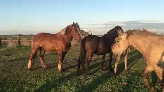 Кобыла Гроза в охоте