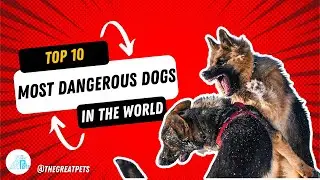 TOP 10 MOST DANGEROUS DOGS IN THE WORLD