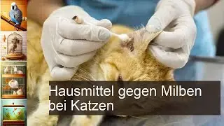 Milben bei Katzen: Hausmittel für die Samtpfote