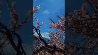 Blossom in hunza 🌼