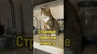 Странные привычки кота 🐈 