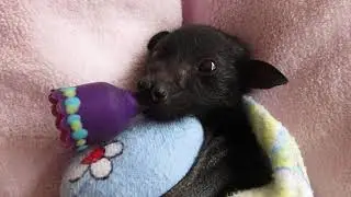 Baby Yeti And Mythical Twin Baby Flying-foxes