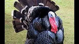 EFECTO DE SONIDO  - SOUND EFFECT - Guajolote - pavo - turkey