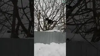 Перелётные кошки 