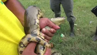 Victor catches a Green Anaconda Pulse Tours