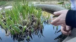 Some Weird Animals Grew in My Pond... (Livestream)