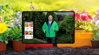Srdcom záhradník - Kedy sadiť? Je to možné aj v lete? A čo robiť v zime?