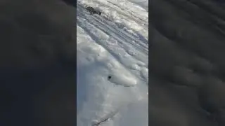 Мышильда