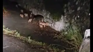 10 CUCCIOLI DI CINGHIALE, MAMMA E PAPÀ ❤️INCONTRI BY NIGHT❤️