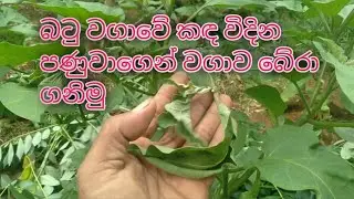 බටු වගාවට හානි කරන කඳ විඳින පණුවා නැති කරමු.//batu wagawa//Cultivation of brinjal##my lanka ppc