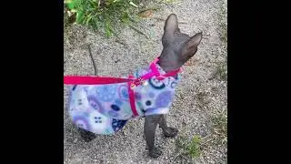 Приучение котика, сфинкса к прогулкам на улице!  