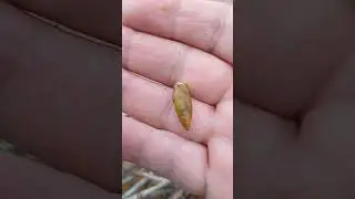 Бруньки тополі - збір, коли? Poplar buds - collection, when? #shortvideo #shorts #тополь #poplar