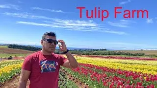 Table Cape Tulip Farm and Light House in Tasmania