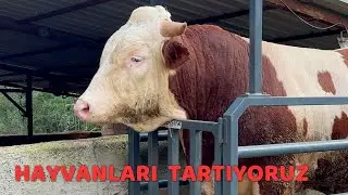 HAYVANLAR KAÇ KİLO ALMIŞLAR
