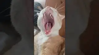 When your cat take over your stream... #shorts #cat #hololive #vtuber #catvideos