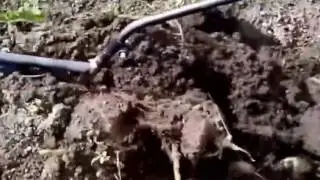 Картофелекопатель мотолебедки Бычок