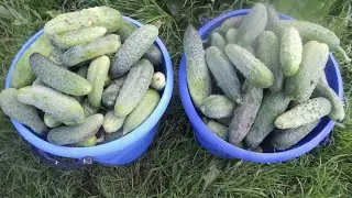 ЧТО ДЕЛАТЬ С ПЕРЕЗРЕЛЫМИ ОГУРЦАМИ?