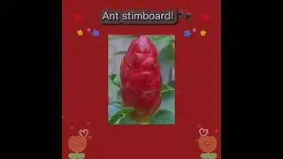 Ant Stimboard! (Not safe/srs)